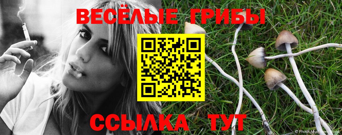 Брянск  купить наркоту  Галлюциногенные грибы мухоморы  Вход с VPN  Псилоцибиновые грибы Psilocybe 
