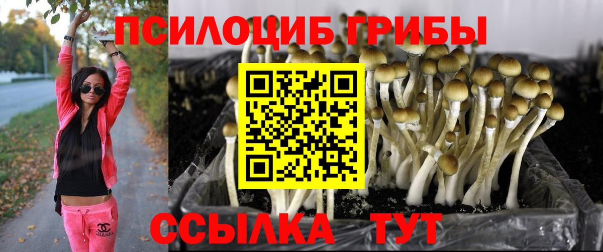 Псилоцибиновые грибы Cubensis Брянск